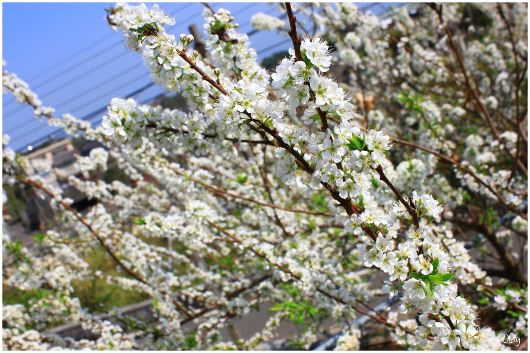 IMG_2001.JPG IMG_2001.JPG