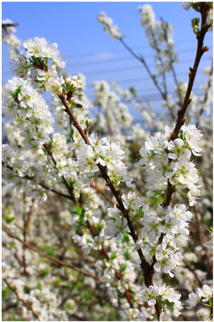 IMG_2004.JPG IMG_2004.JPG