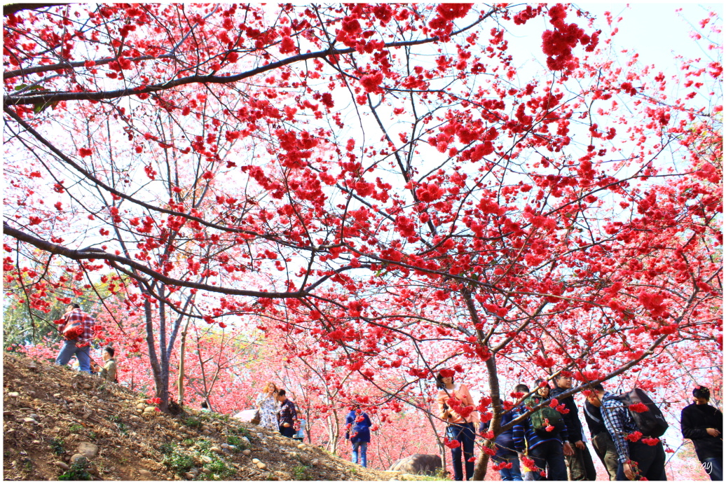 IMG_2008.JPG IMG_2008.JPG