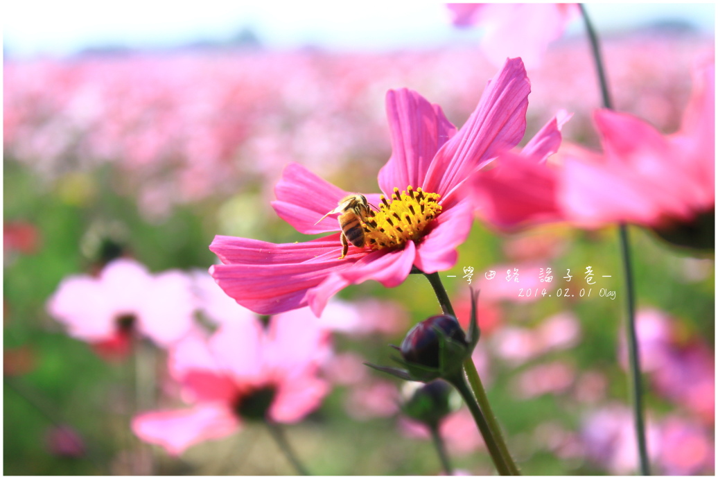 IMG_2053.JPG IMG_2053.JPG