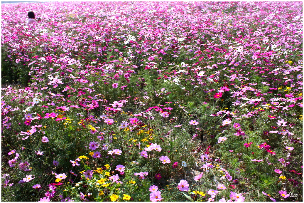 IMG_2062.JPG IMG_2062.JPG