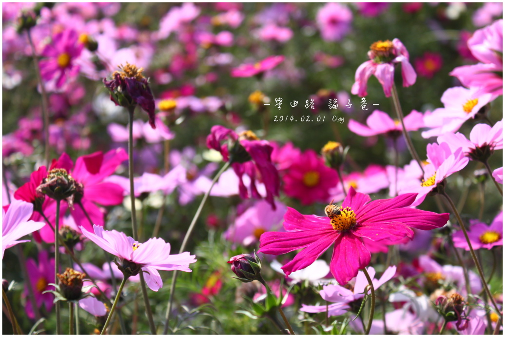 IMG_2064.JPG IMG_2064.JPG