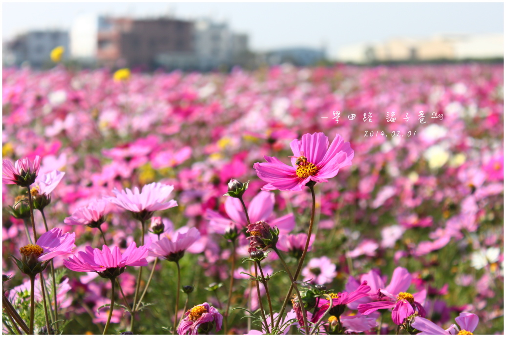 IMG_2070.JPG IMG_2070.JPG