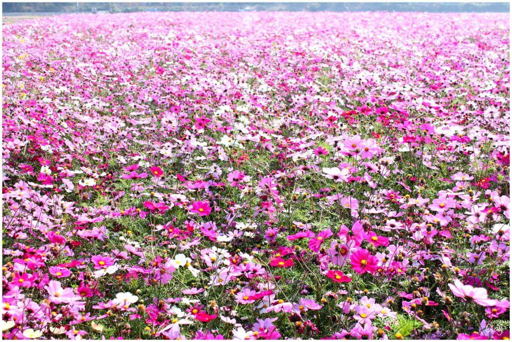 IMG_2089.JPG IMG_2089.JPG