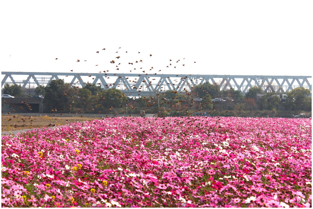 IMG_2093.JPG IMG_2093.JPG