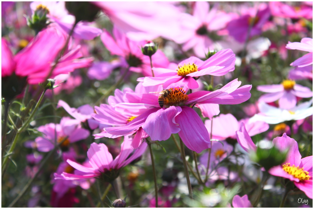 IMG_2101.JPG IMG_2101.JPG