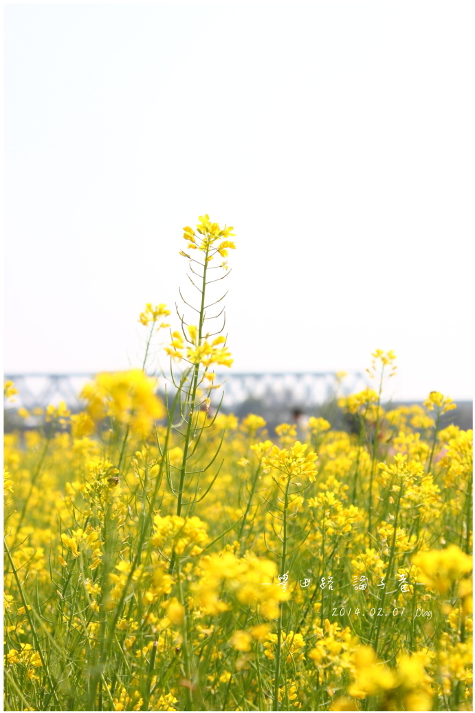 IMG_2110.JPG IMG_2110.JPG