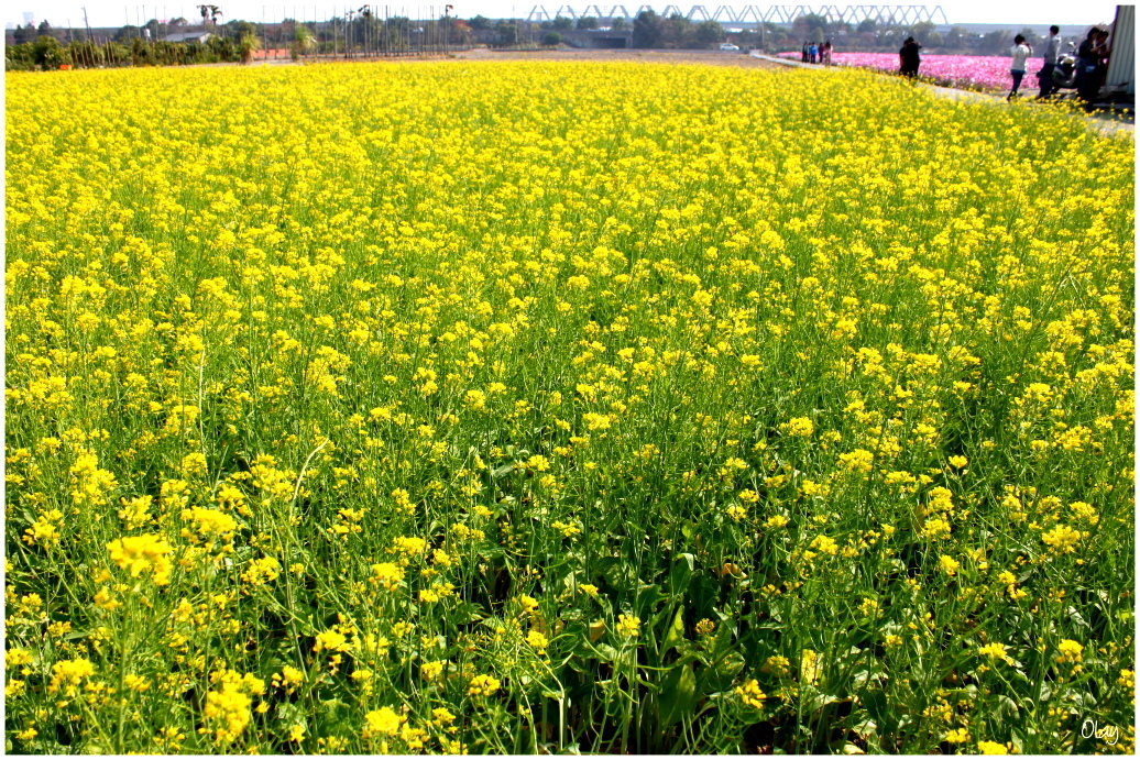 IMG_2112.JPG IMG_2112.JPG