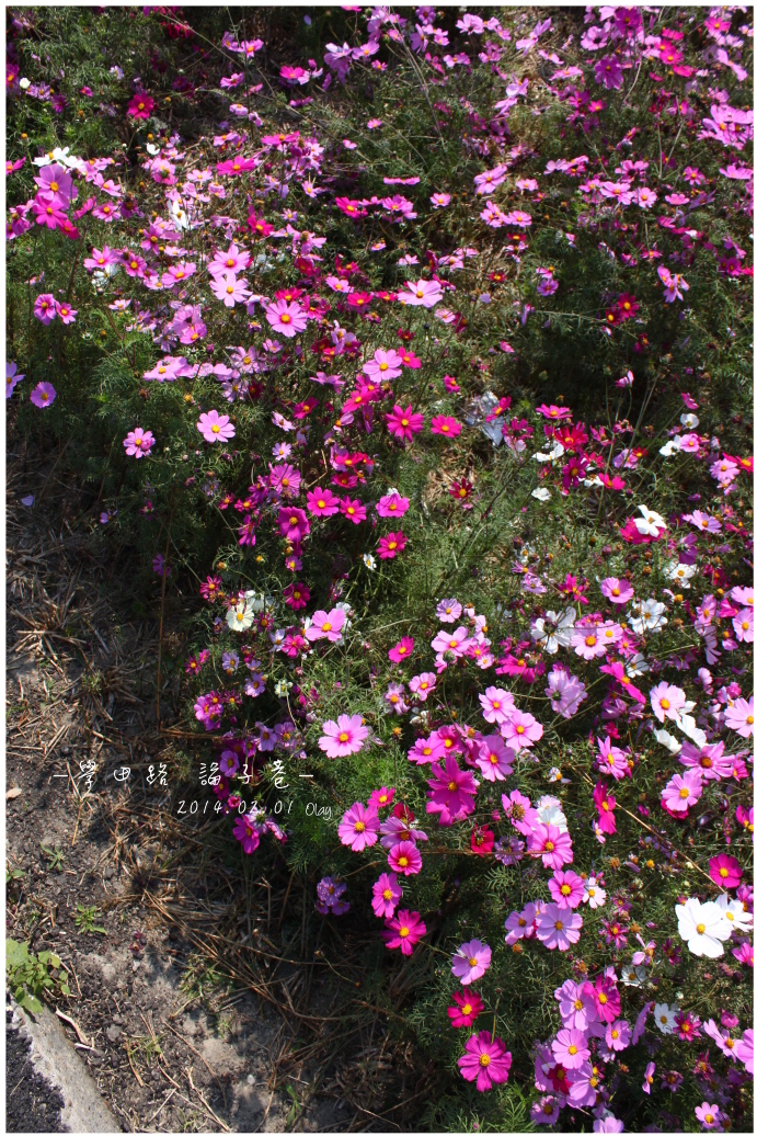 IMG_2114.JPG IMG_2114.JPG