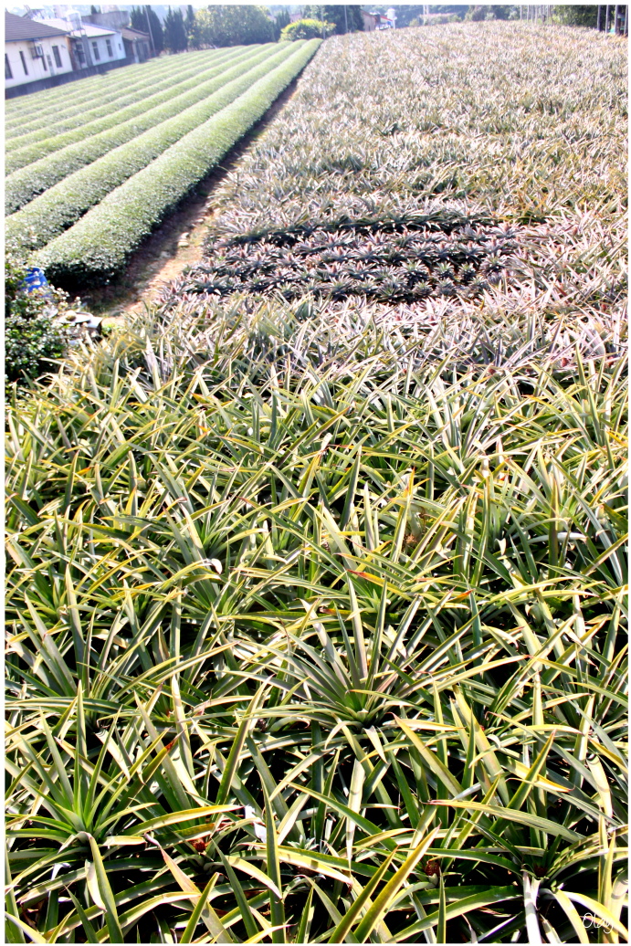 IMG_2164.JPG IMG_2164.JPG