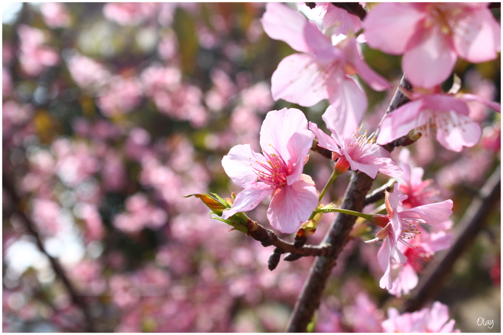 IMG_2167.JPG IMG_2167.JPG