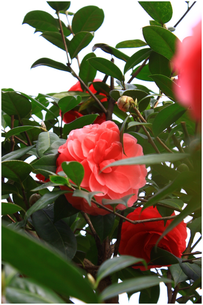 IMG_2198.JPG IMG_2198.JPG