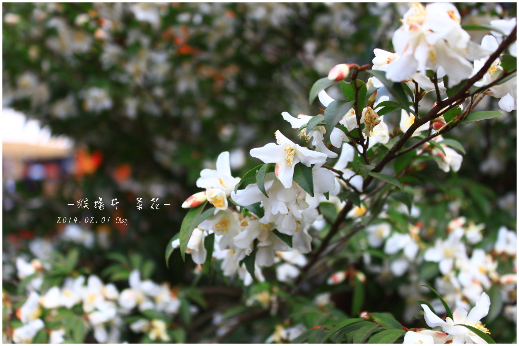 IMG_2208.JPG IMG_2208.JPG