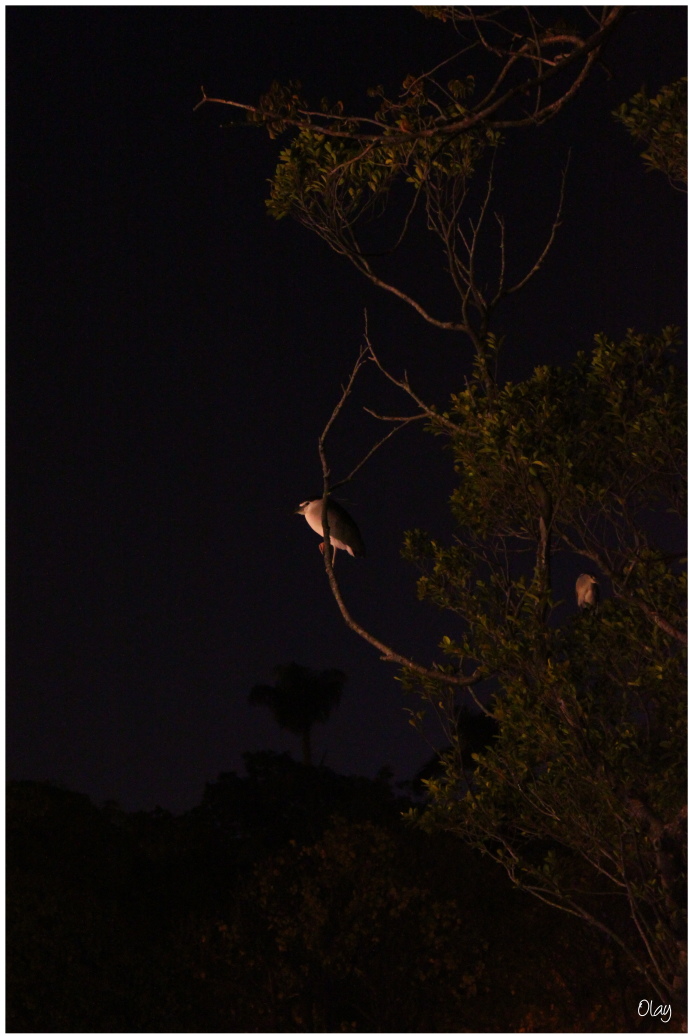 IMG_2339.JPG IMG_2339.JPG