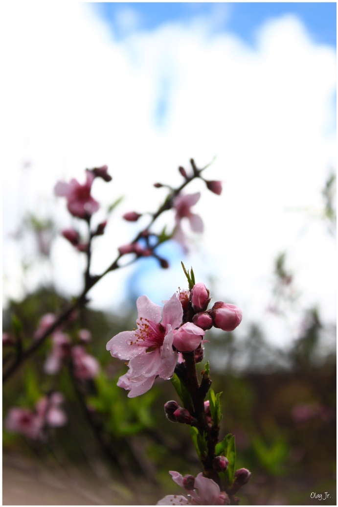 IMG_2397.JPG IMG_2397.JPG