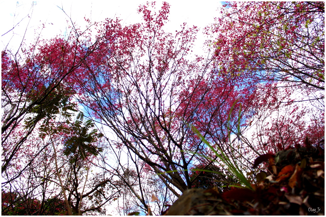 IMG_2413.JPG IMG_2413.JPG