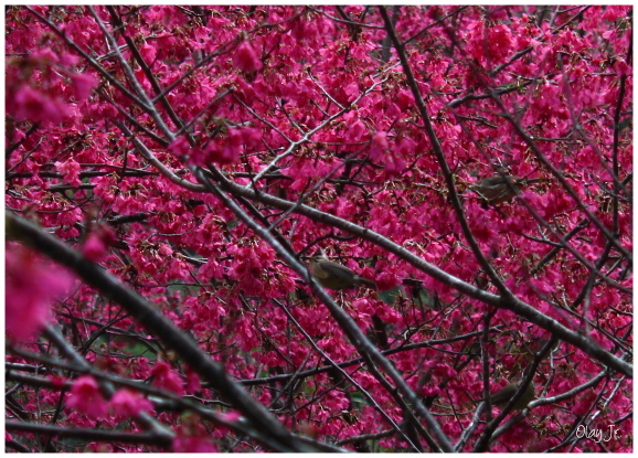 IMG_2416.JPG IMG_2416.JPG