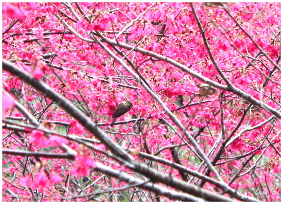 IMG_2417.JPG IMG_2417.JPG