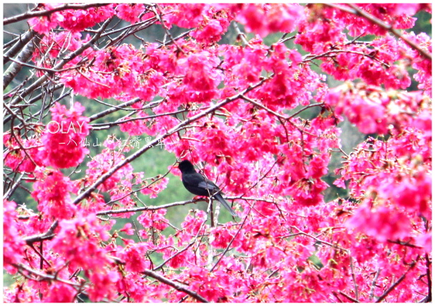 IMG_2420.JPG IMG_2420.JPG