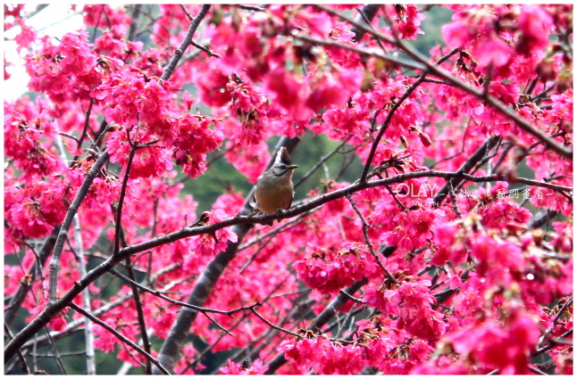 IMG_2424.JPG IMG_2424.JPG