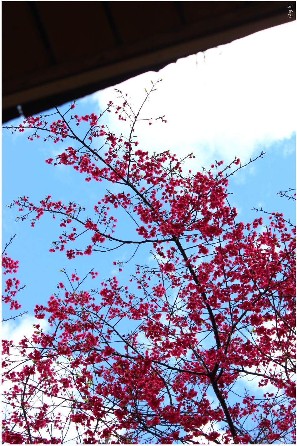 IMG_2459.JPG IMG_2459.JPG