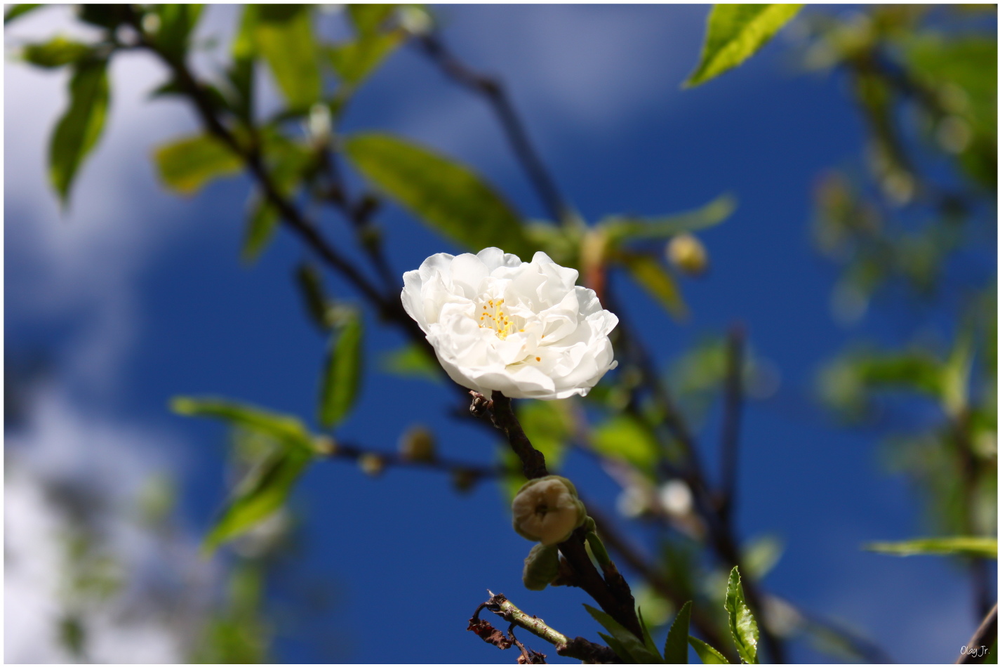 IMG_2485.JPG IMG_2485.JPG