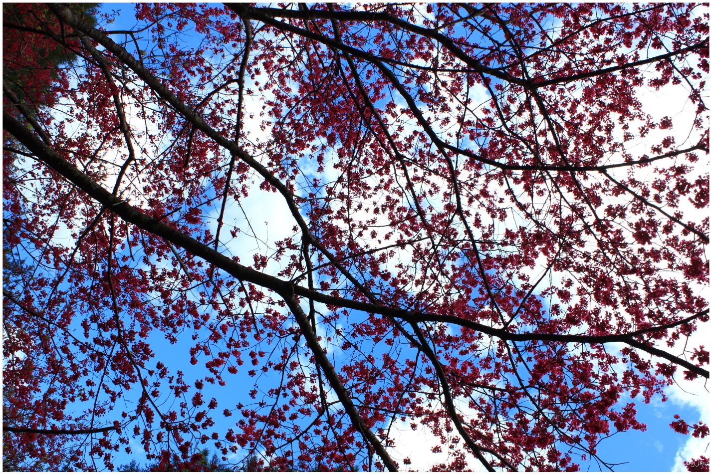 IMG_2506.JPG IMG_2506.JPG