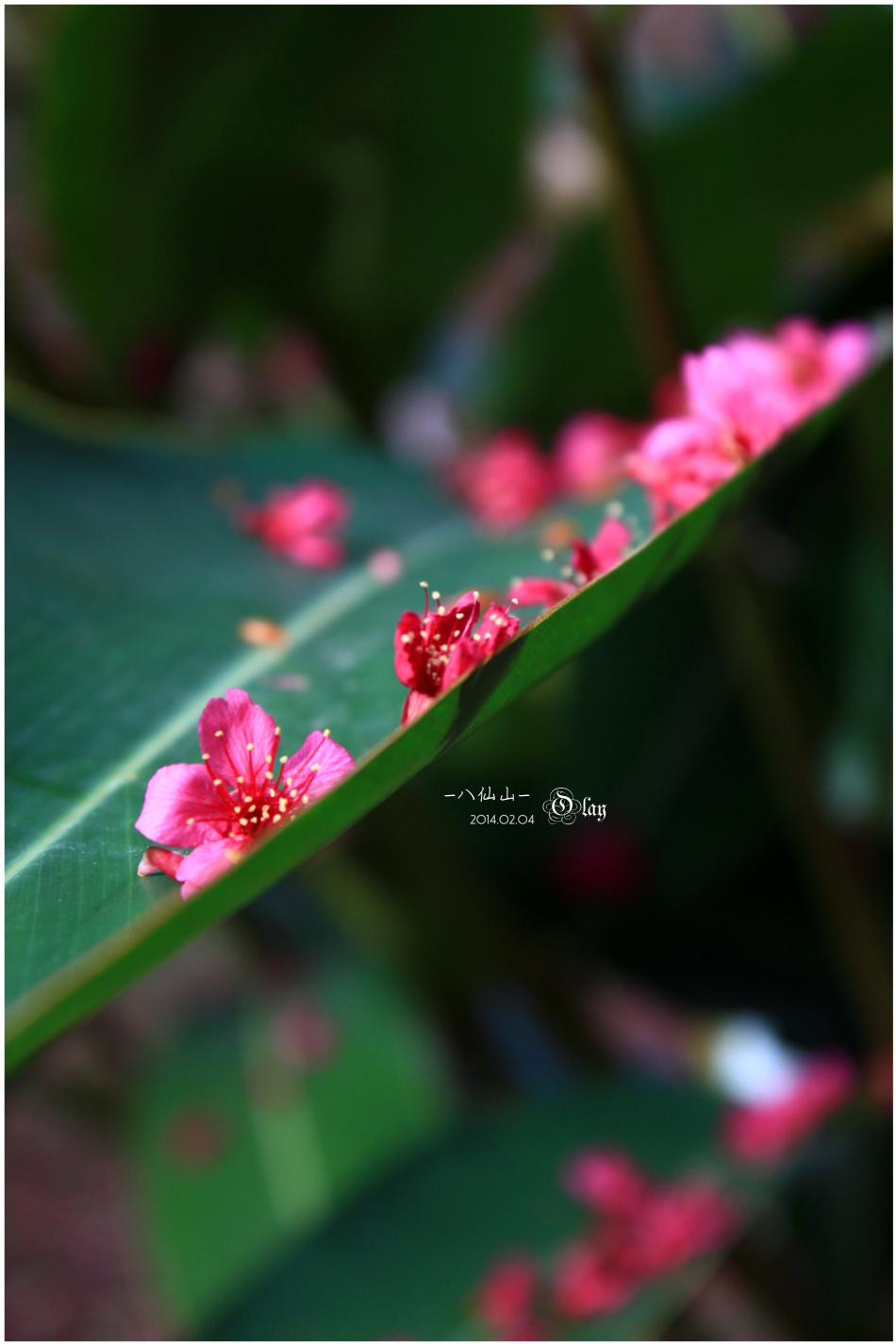 IMG_2510.JPG IMG_2510.JPG