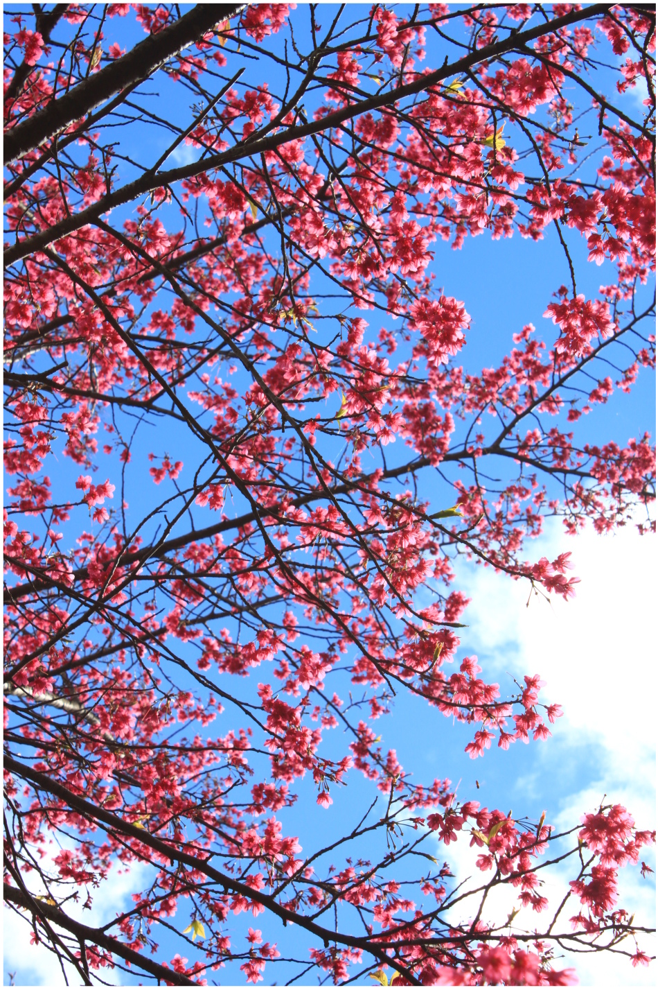 IMG_2523.JPG IMG_2523.JPG