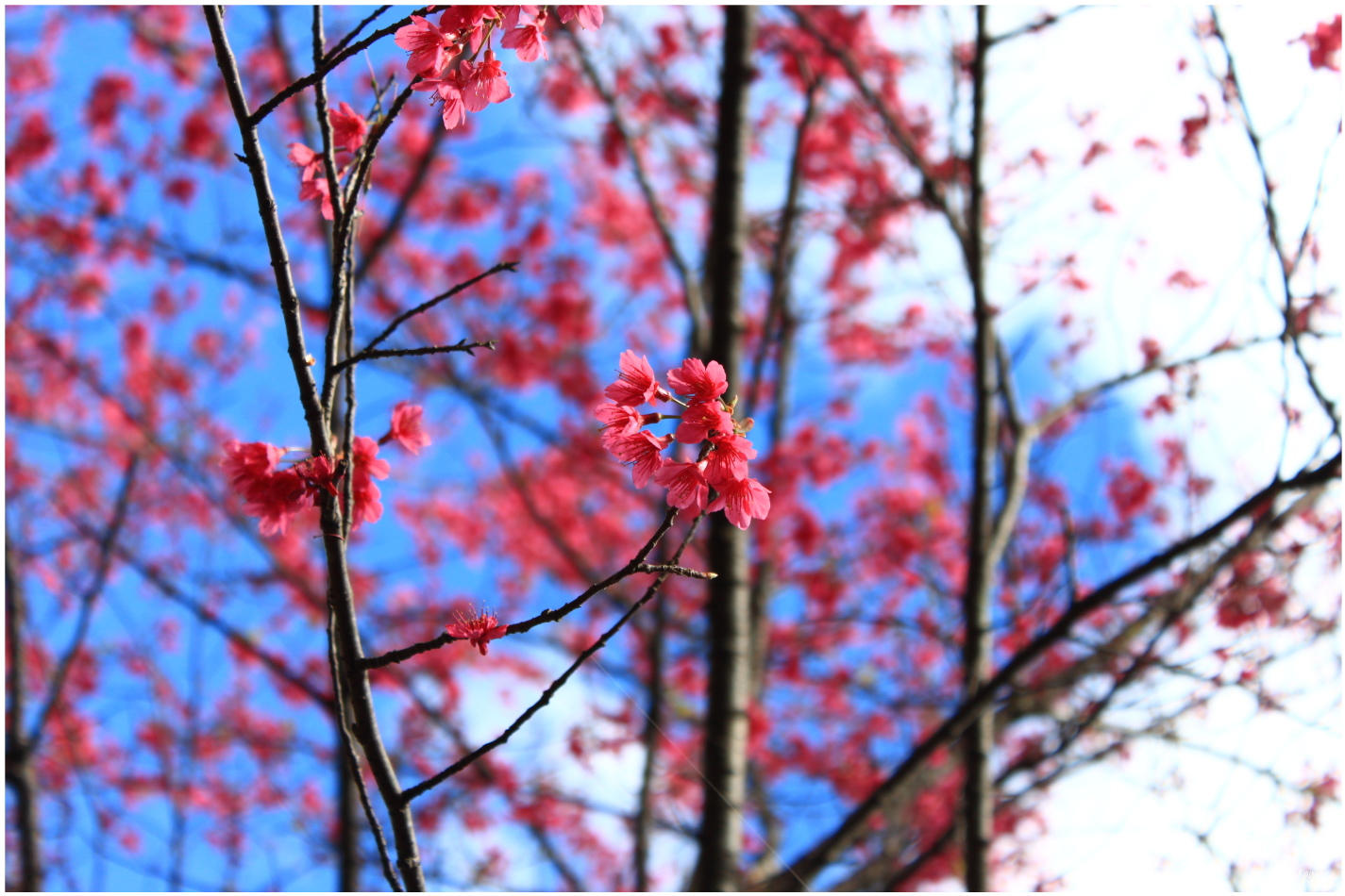 IMG_2525.JPG IMG_2525.JPG