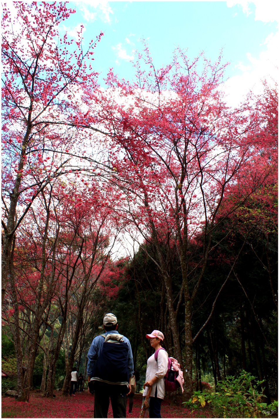 IMG_2537.JPG IMG_2537.JPG