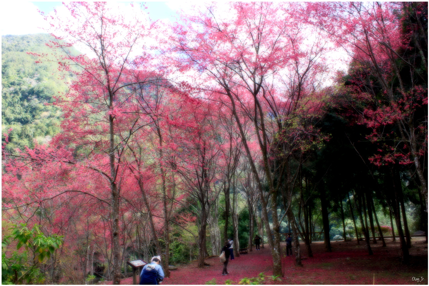 IMG_2538.JPG IMG_2538.JPG