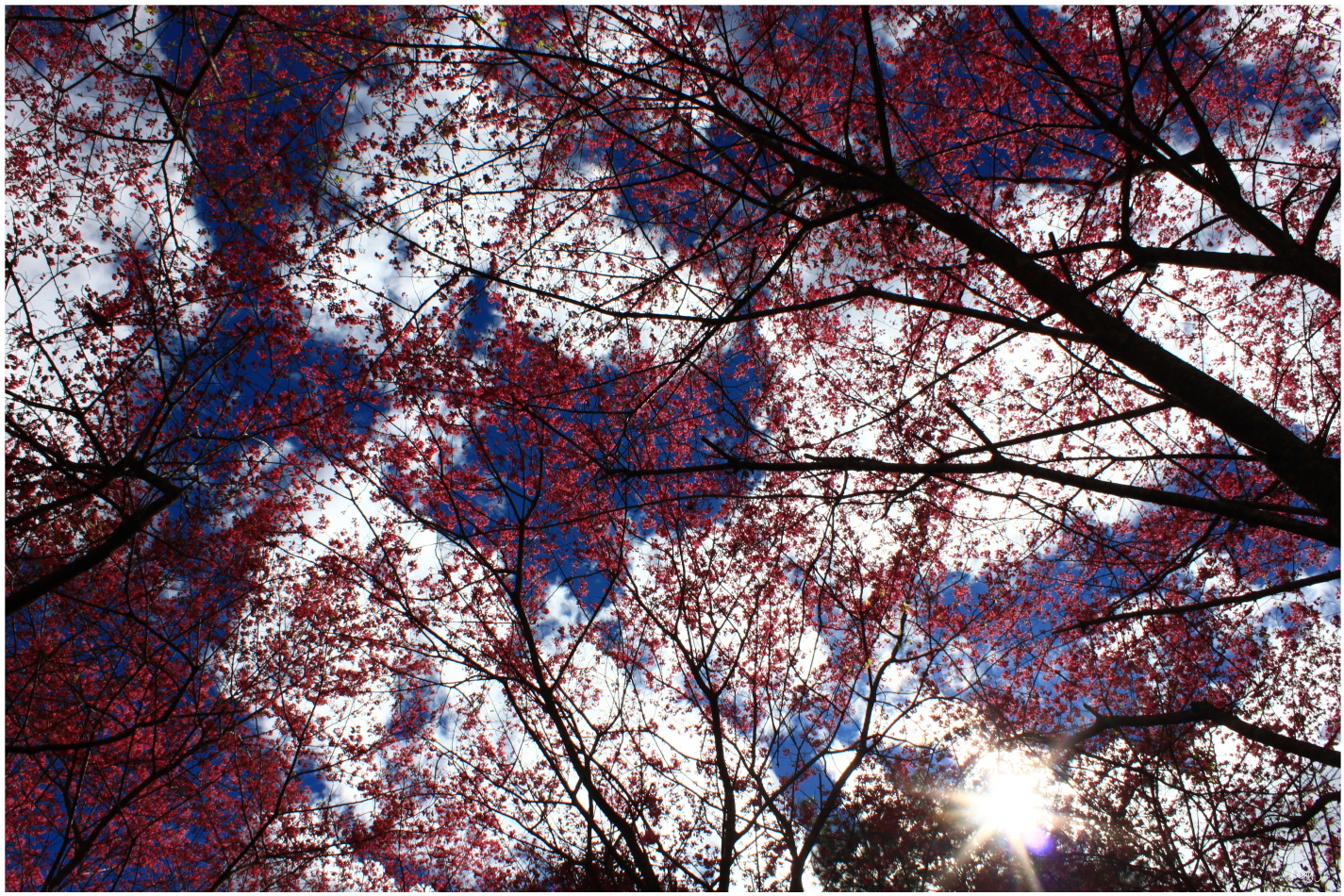 IMG_2545.JPG IMG_2545.JPG