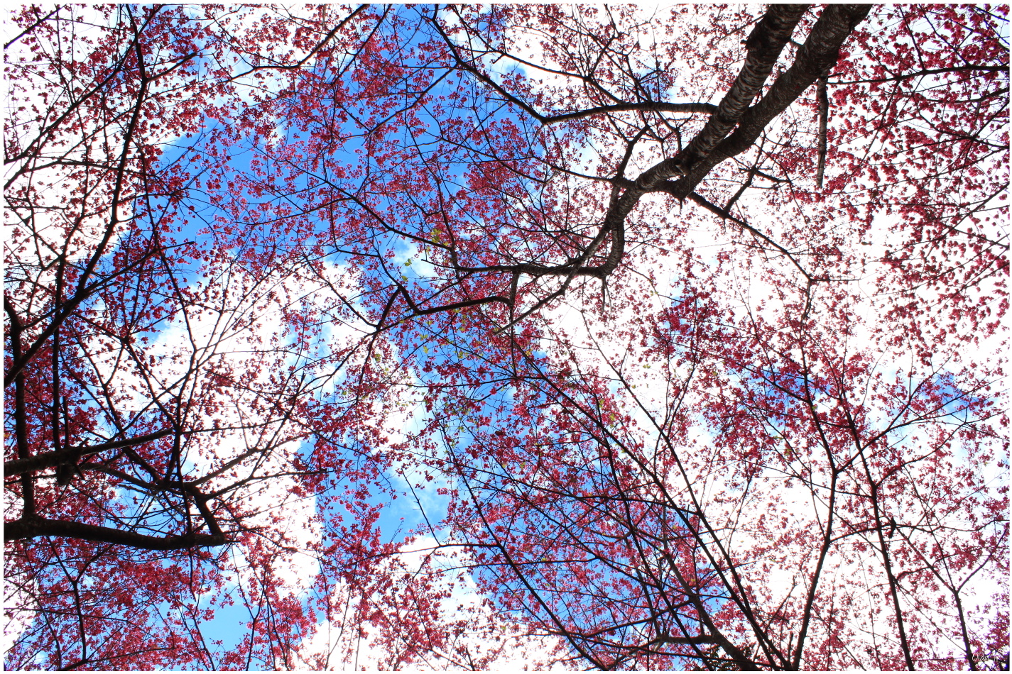 IMG_2548.JPG IMG_2548.JPG