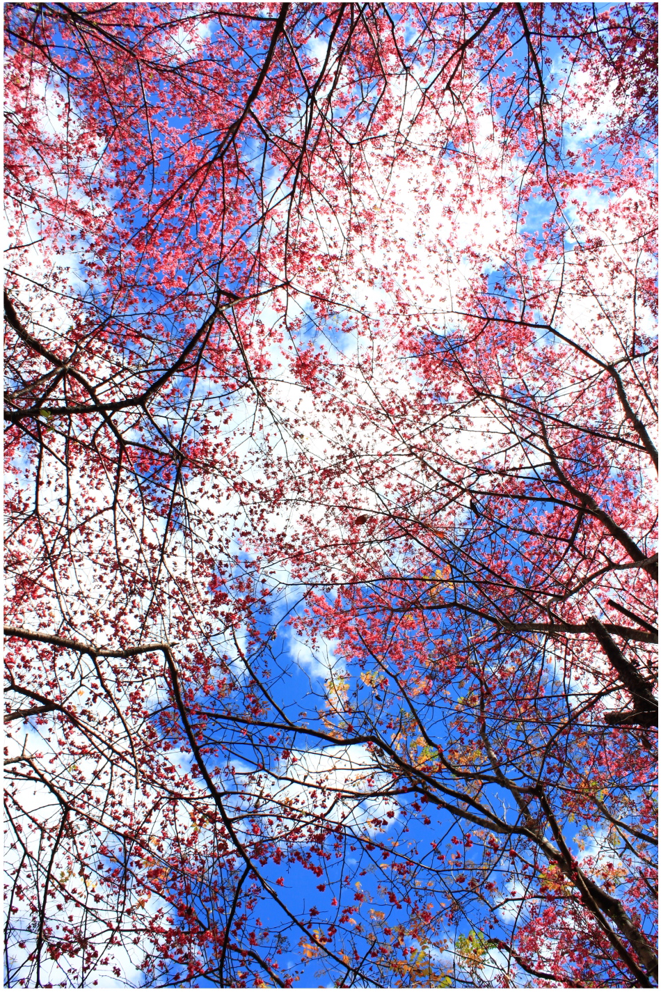 IMG_2551.JPG IMG_2551.JPG