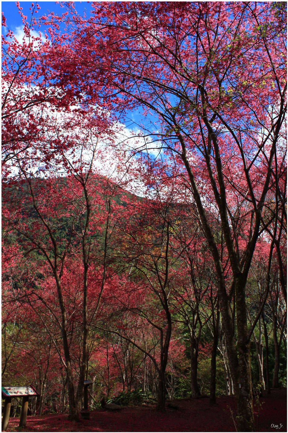 IMG_2554.JPG IMG_2554.JPG