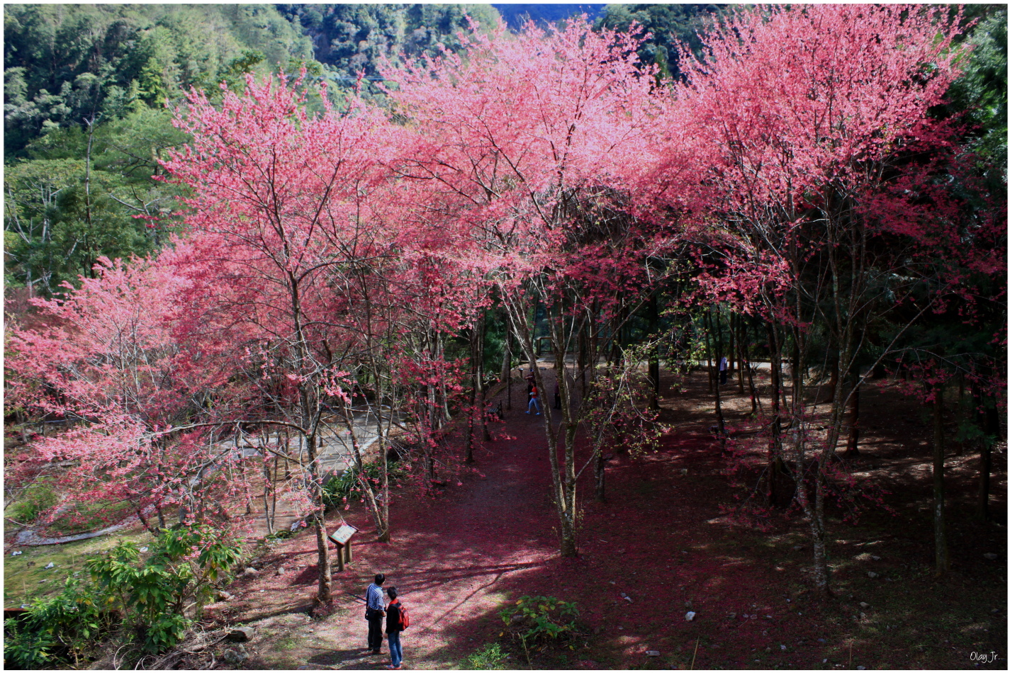 IMG_2562.JPG IMG_2562.JPG