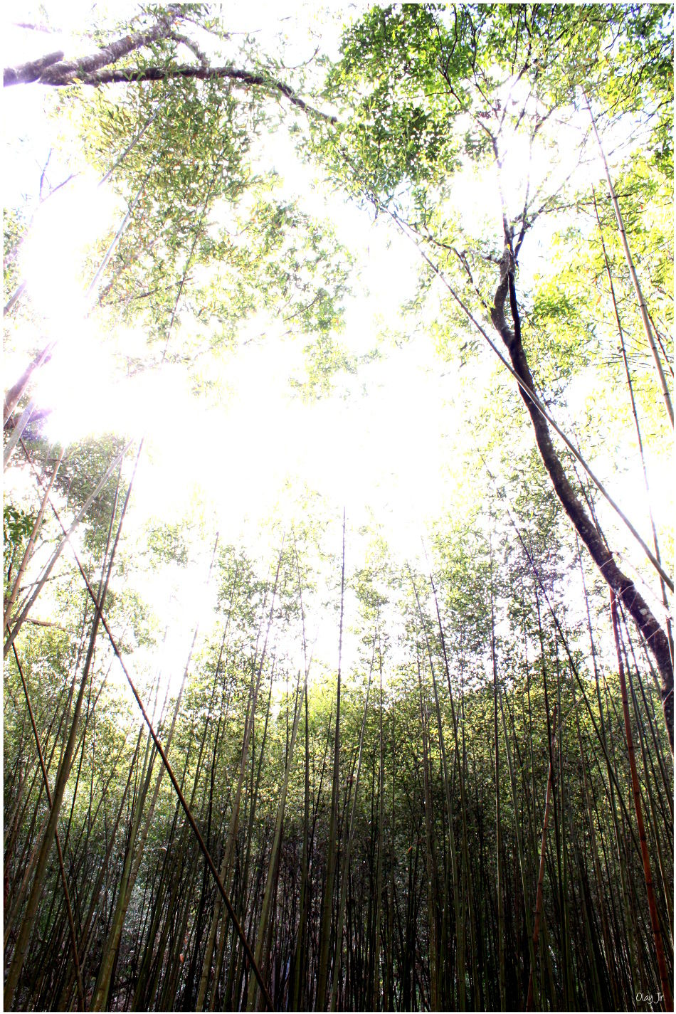 IMG_2593.JPG IMG_2593.JPG