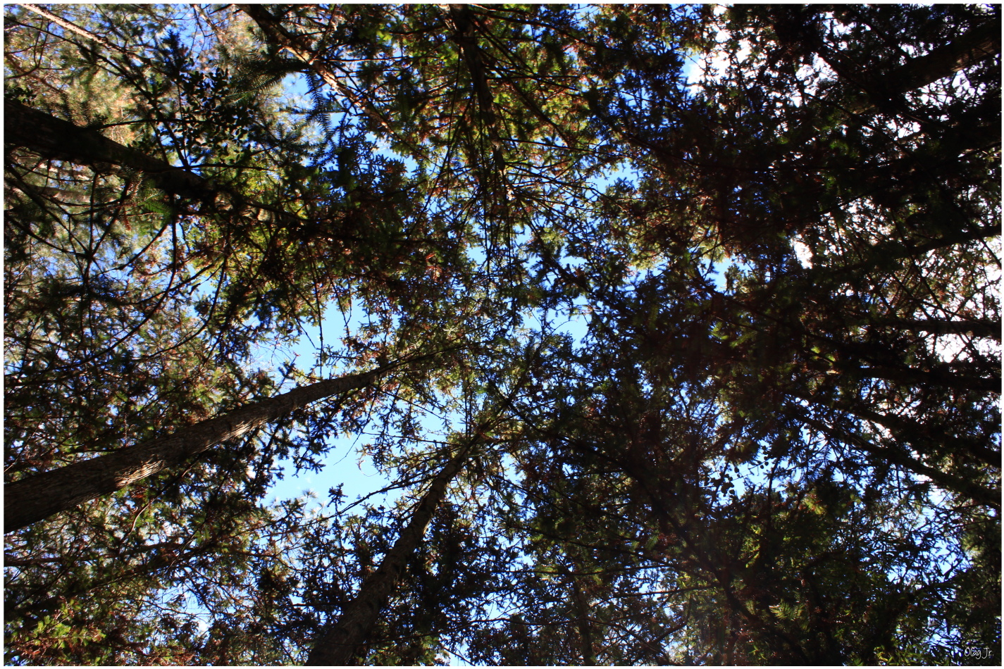 IMG_2616.JPG IMG_2616.JPG