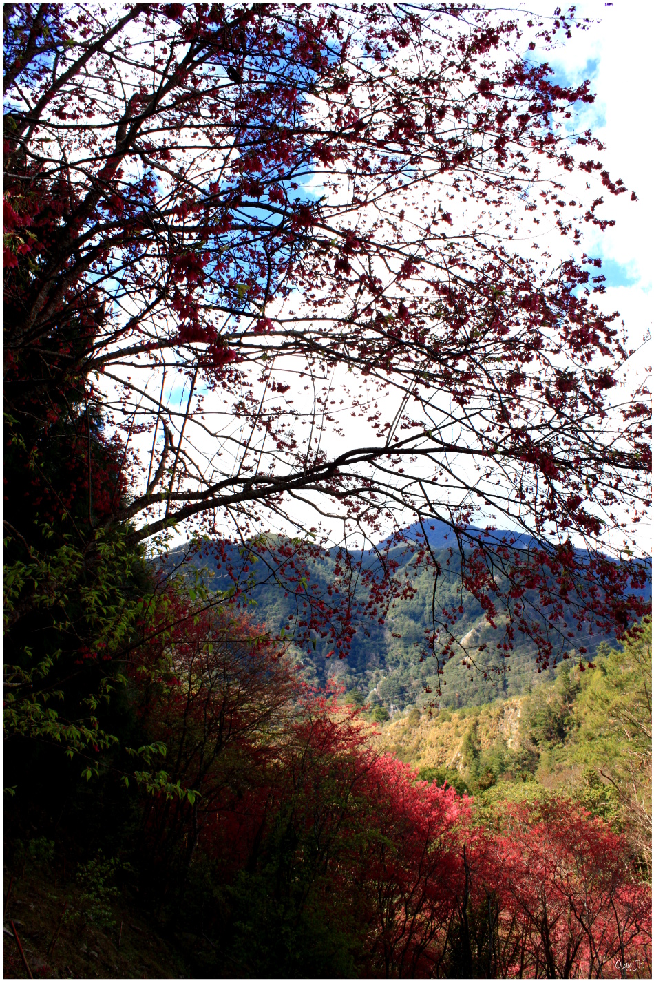 IMG_2620.JPG IMG_2620.JPG