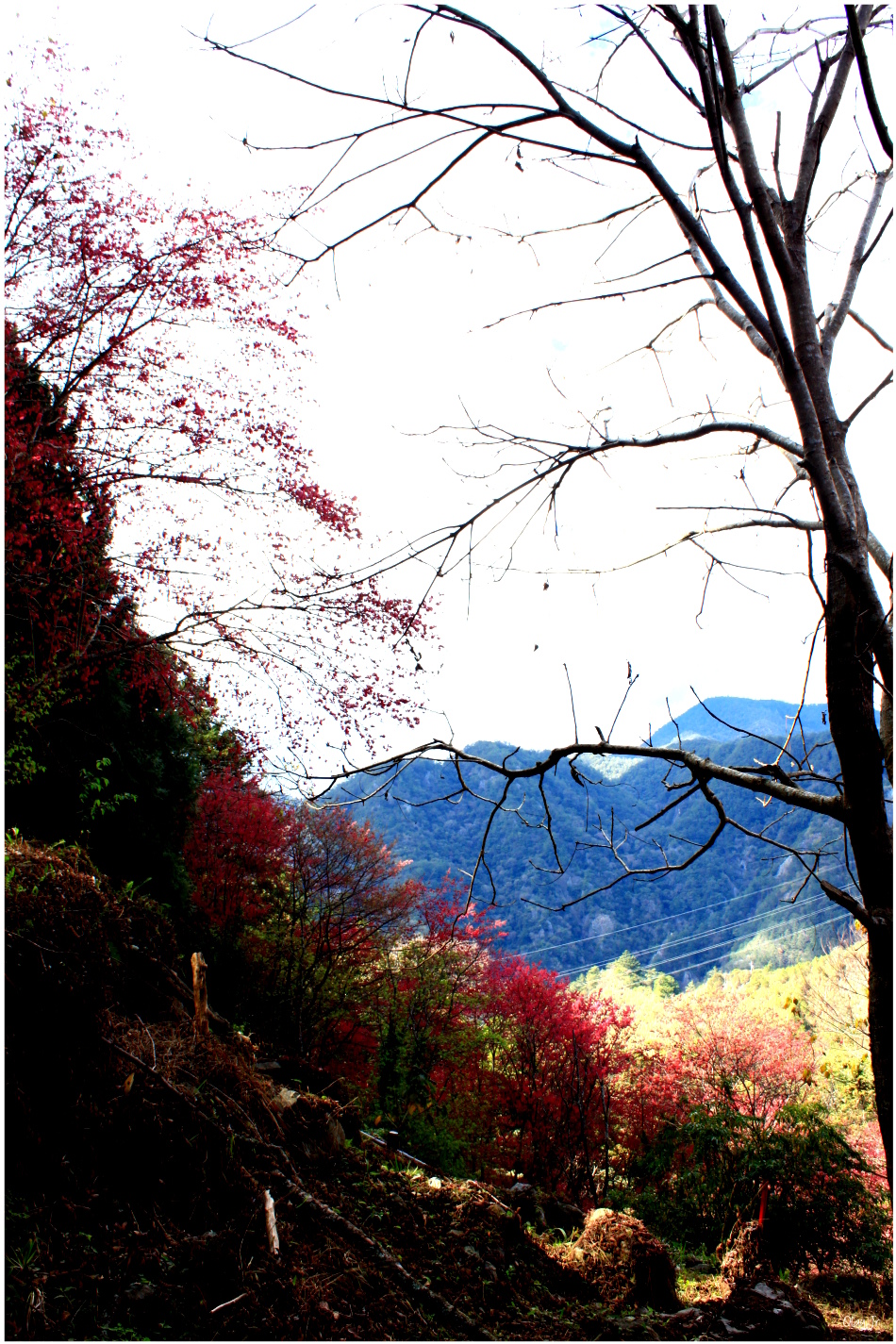 IMG_2642.JPG IMG_2642.JPG