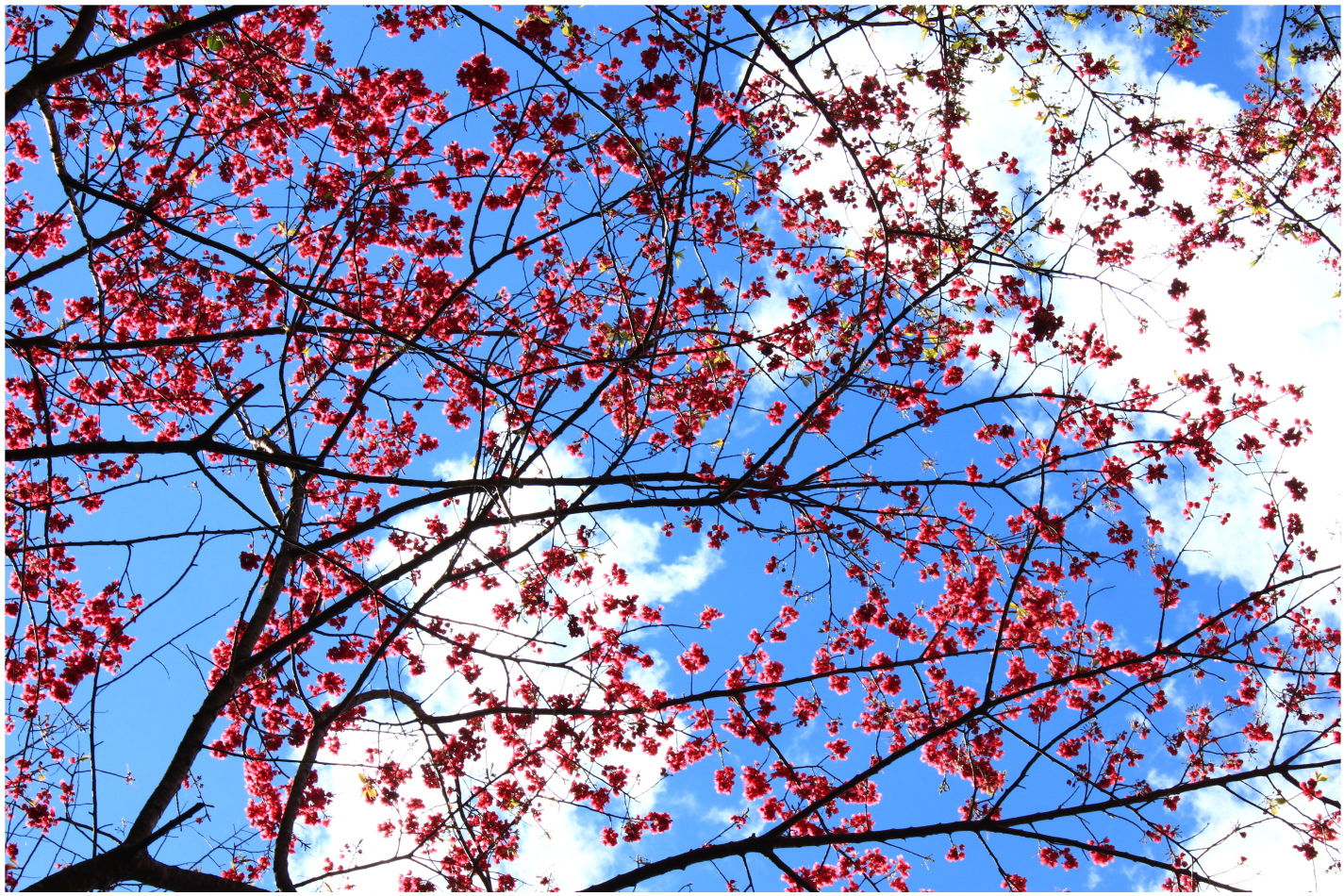 IMG_2649.JPG IMG_2649.JPG