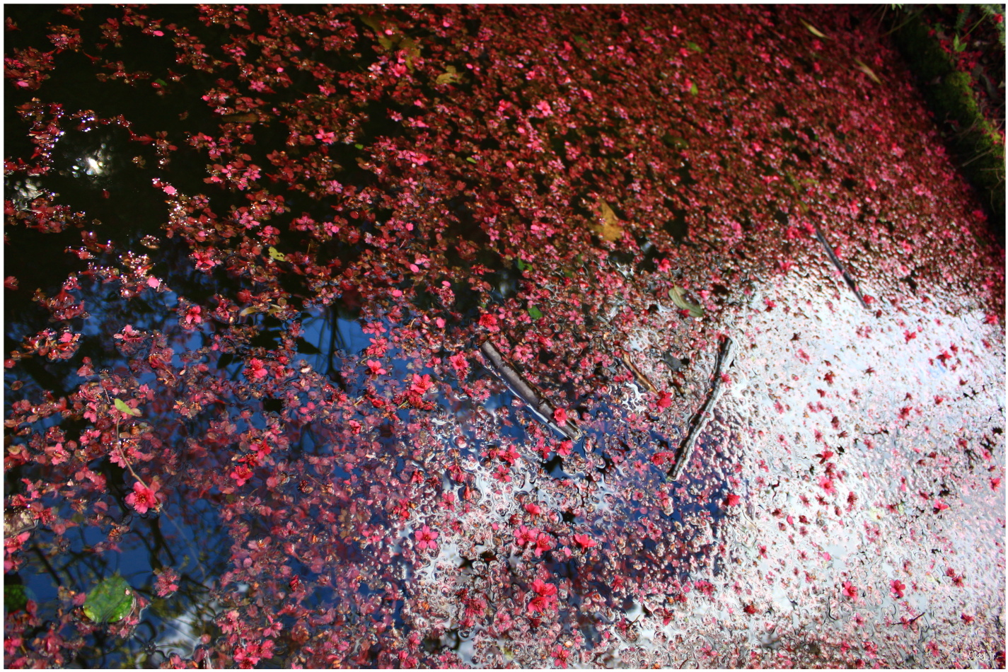 IMG_2653.JPG IMG_2653.JPG