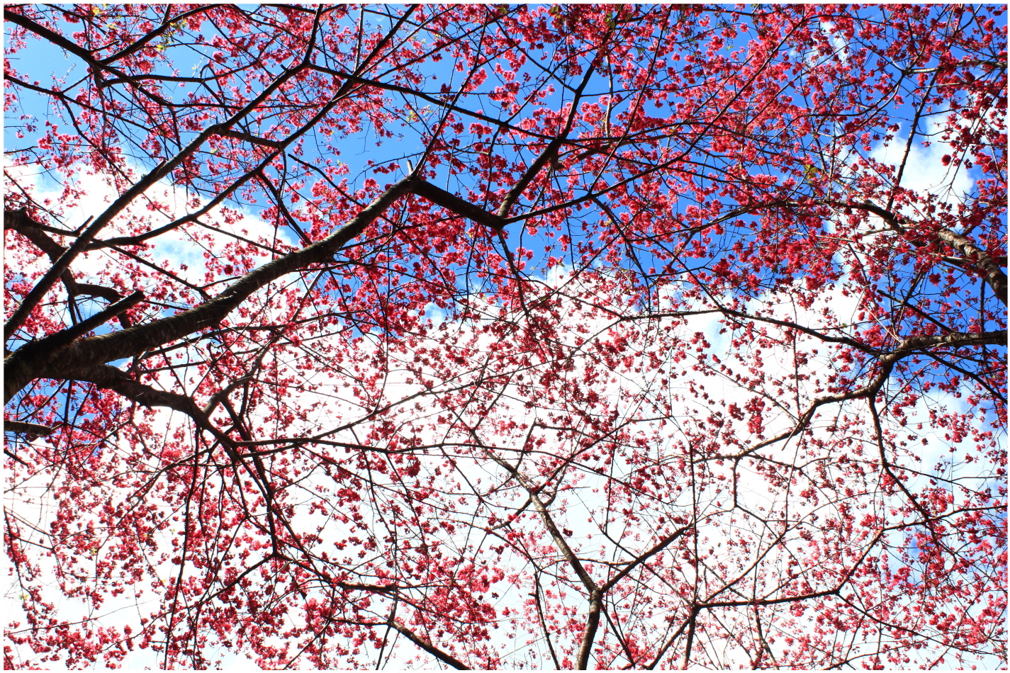 IMG_2658.JPG IMG_2658.JPG