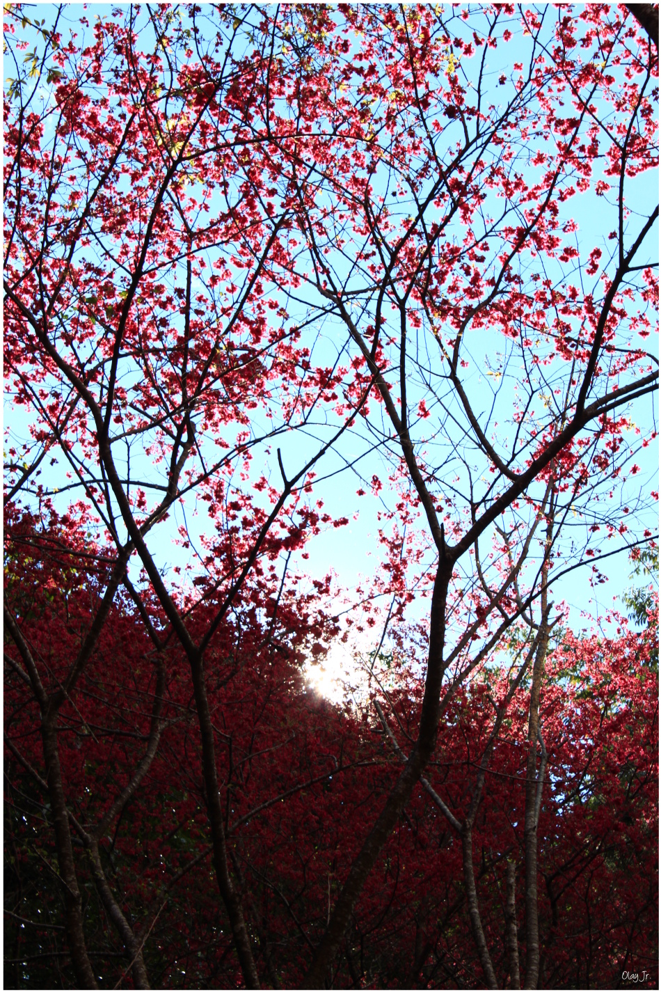 IMG_2659.JPG IMG_2659.JPG