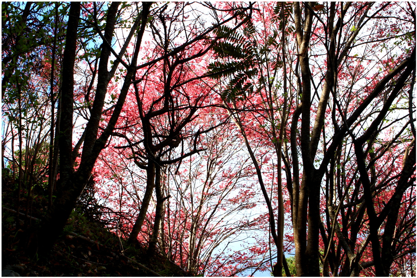 IMG_2687.JPG IMG_2687.JPG