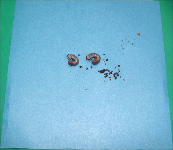 DHL 亮相_01_20081220.jpg