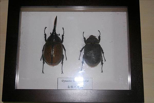 DHL 雙棲一處_01.jpg