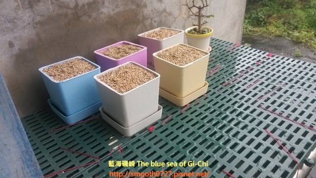 蔬菜盆栽 蔬菜盆栽