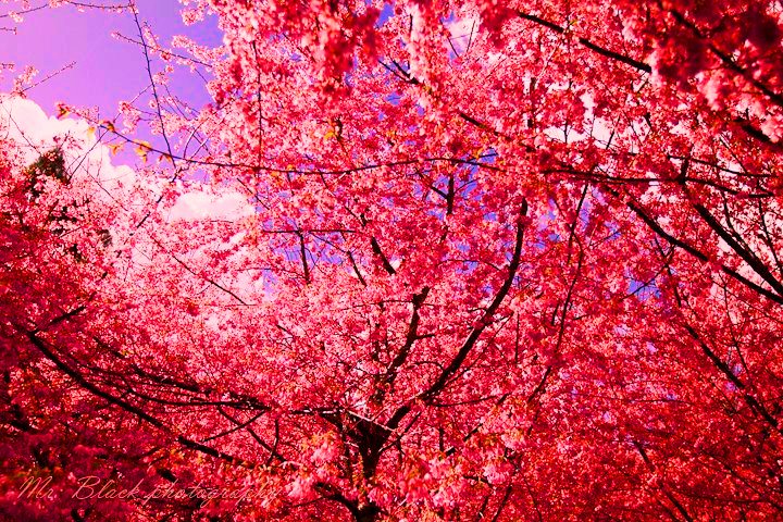 423493_379218225430622_1157484331_n